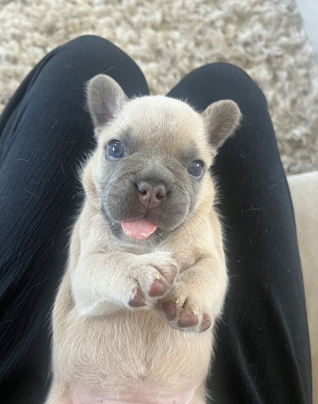 French Bulldog puppies for sale in Swansea/Abertawe, Swansea – KC registered, 1 year old - Image 7 of 15