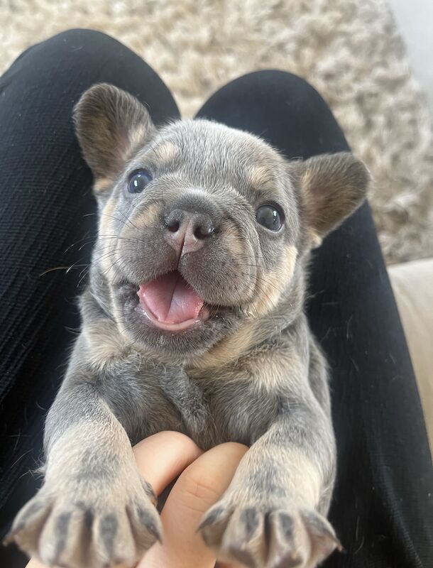 French Bulldog puppies for sale in Swansea/Abertawe, Swansea – KC registered, 1 year old - Image 8 of 15