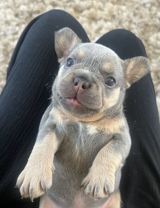 French Bulldog puppies for sale in Swansea/Abertawe, Swansea – KC registered, 1 year old - Image 9 of 15