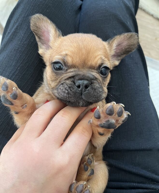 French Bulldog puppies for sale in Swansea/Abertawe, Swansea – KC registered, 1 year old - Image 10 of 15