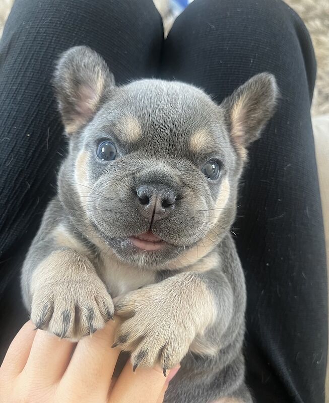 French Bulldog puppies for sale in Swansea/Abertawe, Swansea – KC registered, 1 year old - Image 11 of 15
