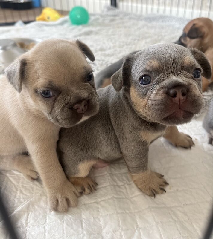 French Bulldog puppies for sale in Swansea/Abertawe, Swansea – KC registered, 1 year old - Image 12 of 15