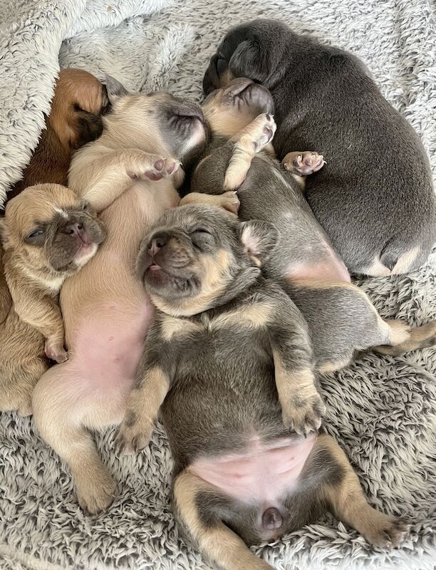 French Bulldog puppies for sale in Swansea/Abertawe, Swansea – KC registered, 1 year old - Image 13 of 15