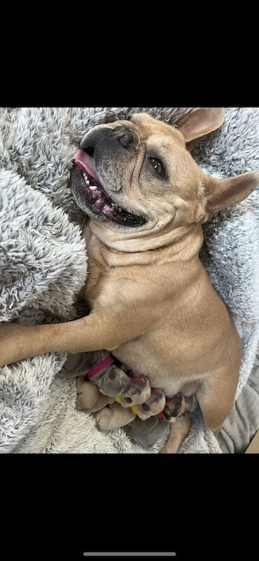 French Bulldog puppies for sale in Swansea/Abertawe, Swansea – KC registered, 1 year old - Image 14 of 15