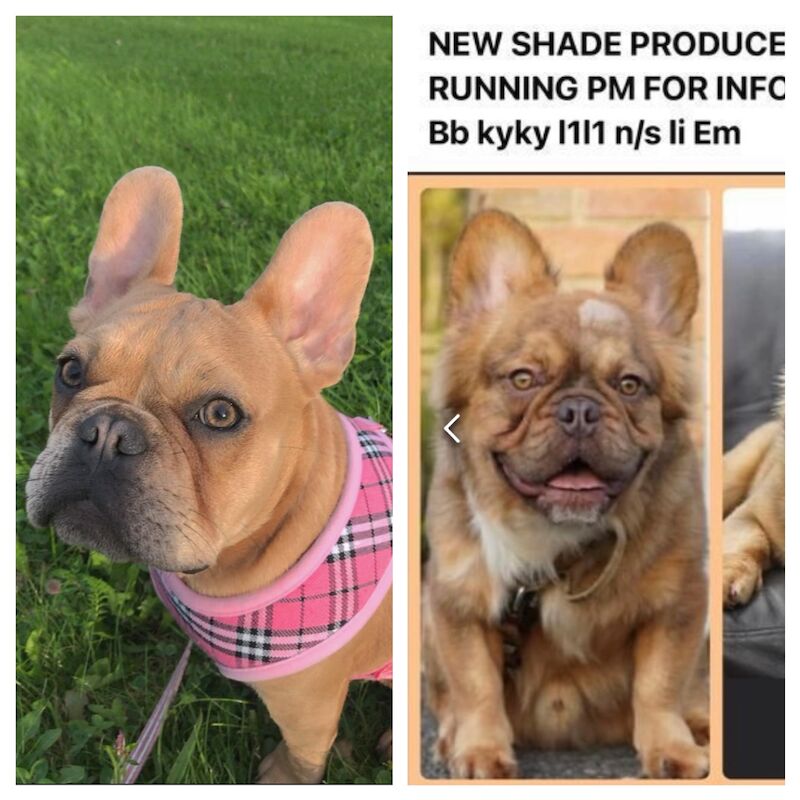French Bulldog puppies for sale in Swansea/Abertawe, Swansea – KC registered, 1 year old - Image 15 of 15