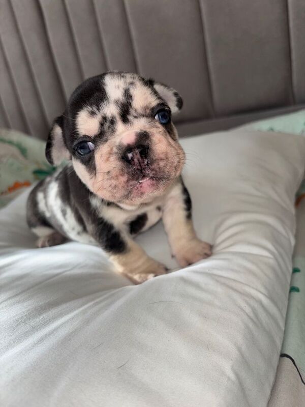 Gorgeous French bulldog for sale - Image 2 of 6