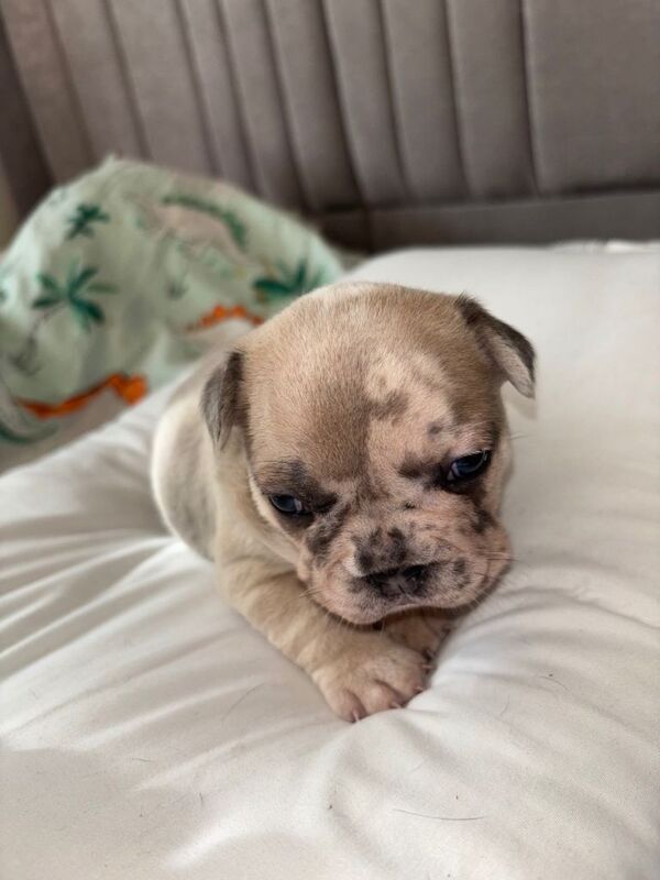 Gorgeous French bulldog for sale - Image 3 of 6