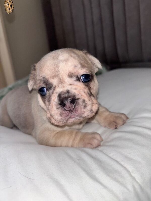 Gorgeous French bulldog for sale - Image 4 of 6