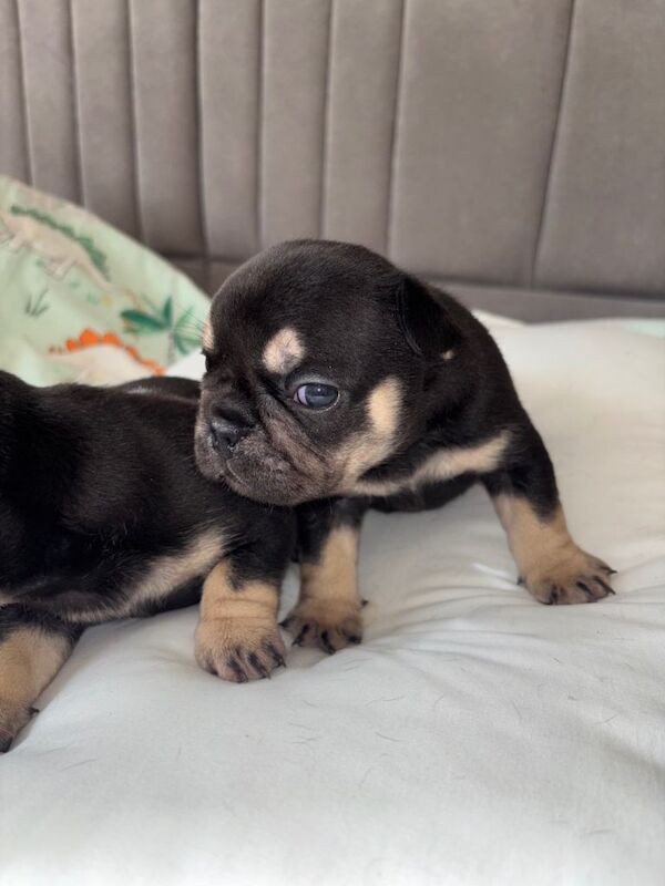 Gorgeous French bulldog for sale - Image 5 of 6