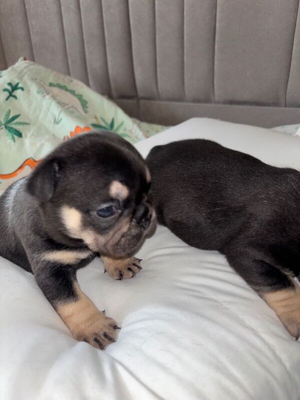 Gorgeous French bulldog for sale - Image 6 of 6