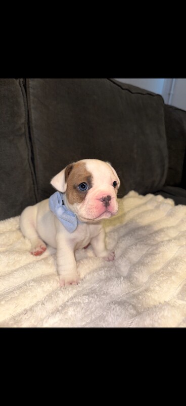 Gorgeous French Bulldog Puppies - Image 4 of 5