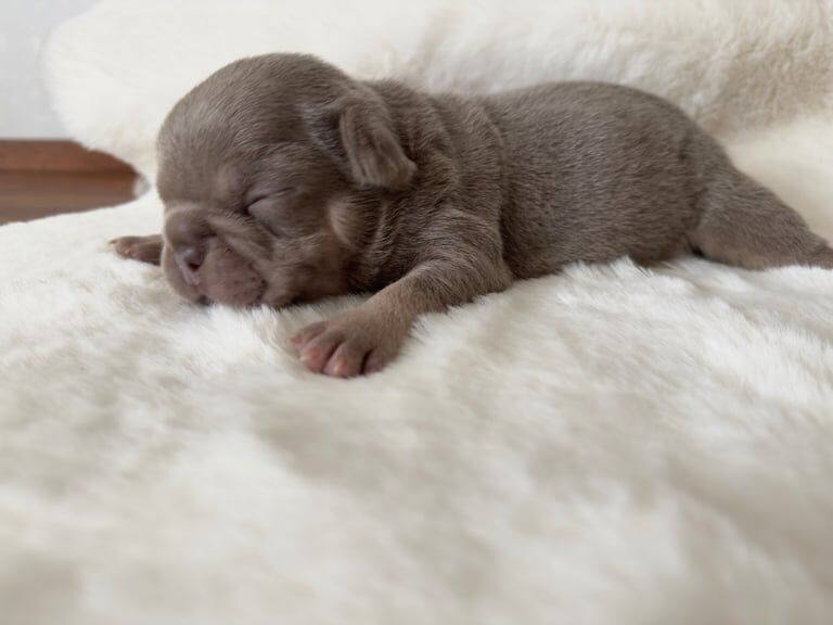 French Bulldog puppies for sale in Barnsley, South Yorkshire – 3 weeks old
