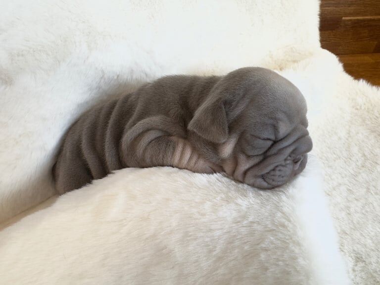 French Bulldog puppies for sale in Barnsley, South Yorkshire – 3 weeks old - Image 3 of 3