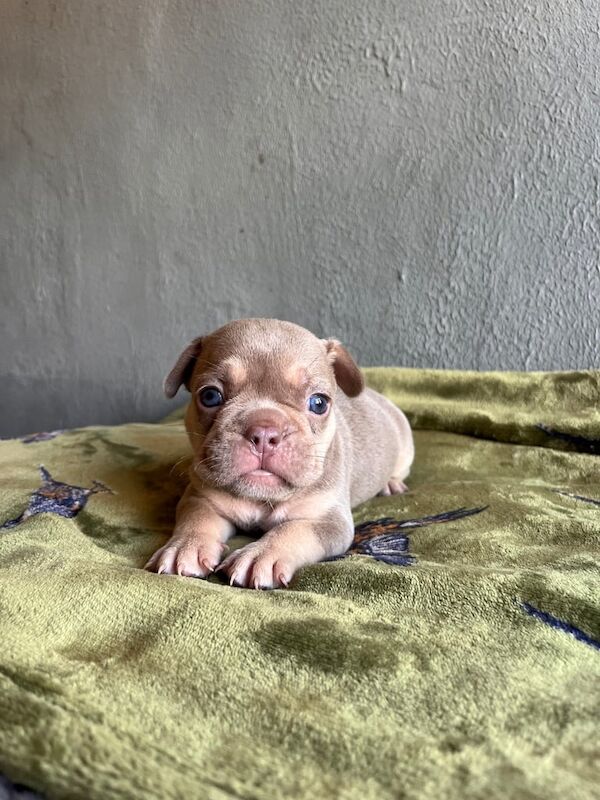 Gorgeous French Bulldog puppies for sale in Grantham, Lincolnshire