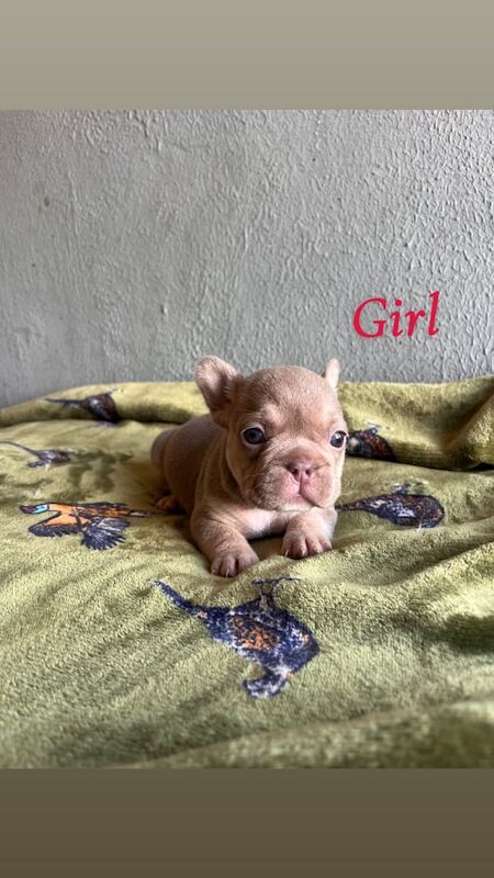Gorgeous French Bulldog puppies for sale in Grantham, Lincolnshire | Image 2