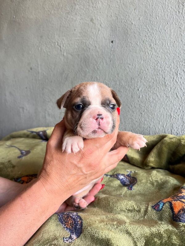 Gorgeous French Bulldog puppies for sale in Grantham, Lincolnshire | Image 3