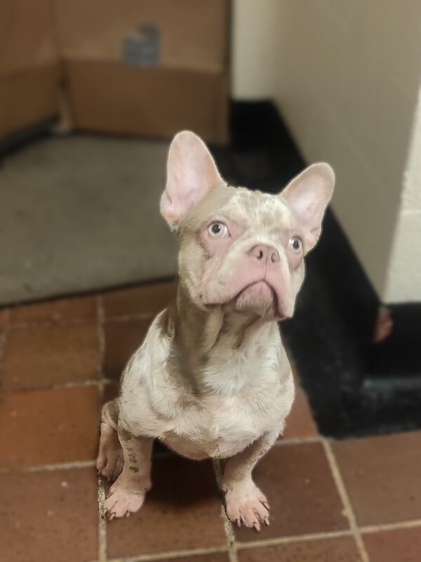 French Bulldog puppies for sale in Orpington, Bromley, Greater London – KC registered, 1 year old - Image 2 of 8