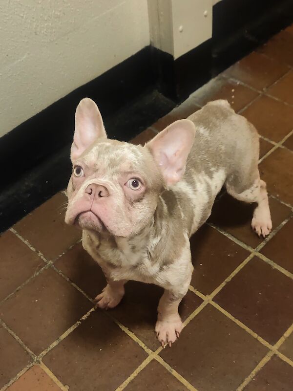 French Bulldog puppies for sale in Orpington, Bromley, Greater London – KC registered, 1 year old - Image 3 of 8