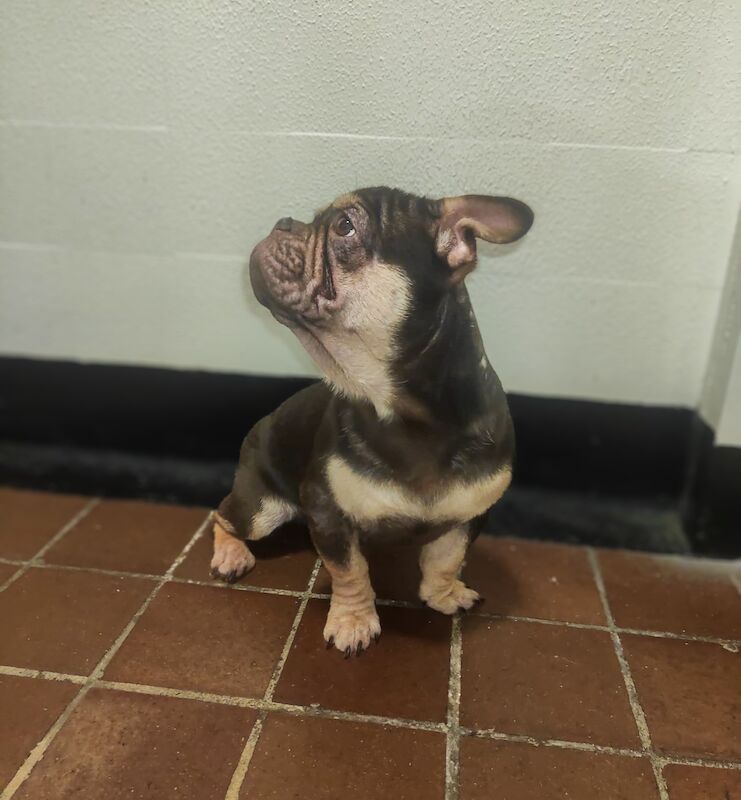 Gorgeous French Bulldogs for sale in Orpington, Bromley, Greater London | Image 4