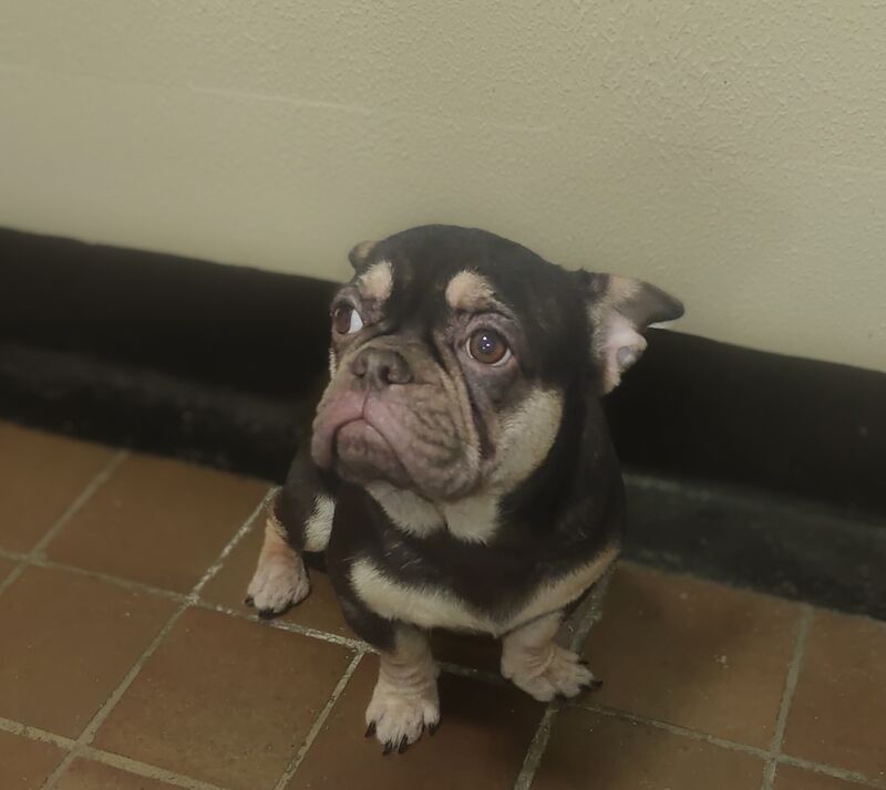 French Bulldog puppies for sale in Orpington, Bromley, Greater London – KC registered, 1 year old - Image 5 of 8