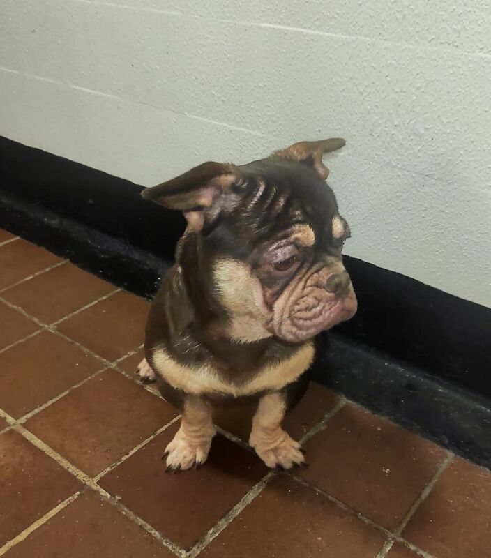 French Bulldog puppies for sale in Orpington, Bromley, Greater London – KC registered, 1 year old - Image 6 of 8