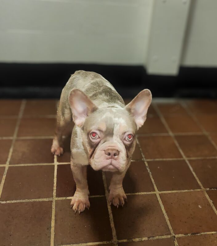 French Bulldog puppies for sale in Orpington, Bromley, Greater London – KC registered, 1 year old - Image 7 of 8