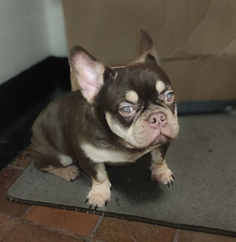 French Bulldog puppies for sale in Orpington, Bromley, Greater London – KC registered, 1 year old - Image 8 of 8