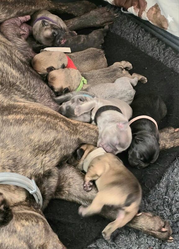 French Bulldog puppies for sale in Paignton, Devon – 9 weeks old