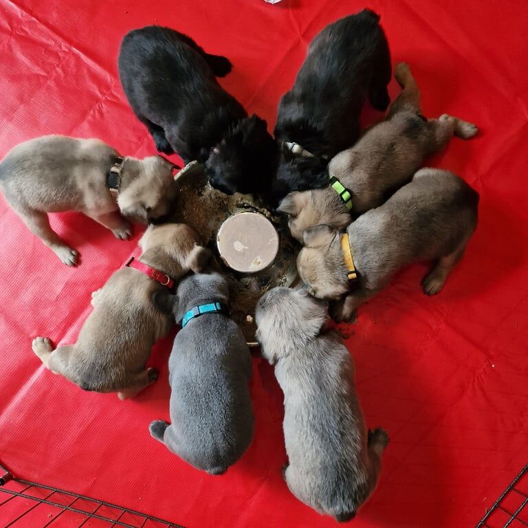 French Bulldog puppies for sale in Paignton, Devon – 9 weeks old - Image 2 of 3