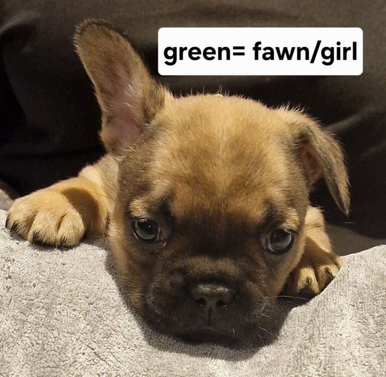 French Bulldog puppies for sale in Paignton, Devon – 9 weeks old - Image 3 of 3