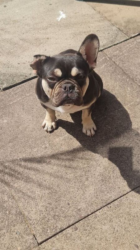 French Bulldog puppies for sale in Willenhall, West Midlands – 11 months old