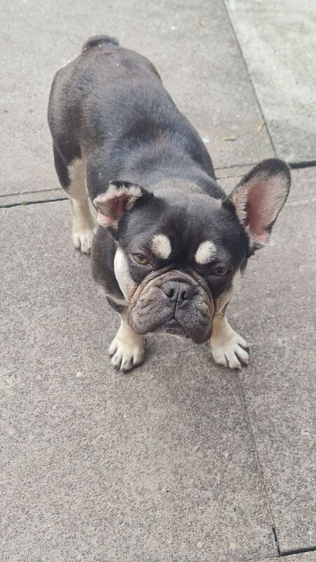French Bulldog puppies for sale in Willenhall, West Midlands – 11 months old - Image 2 of 3