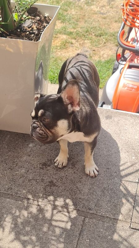 French Bulldog puppies for sale in Willenhall, West Midlands – 11 months old - Image 3 of 3