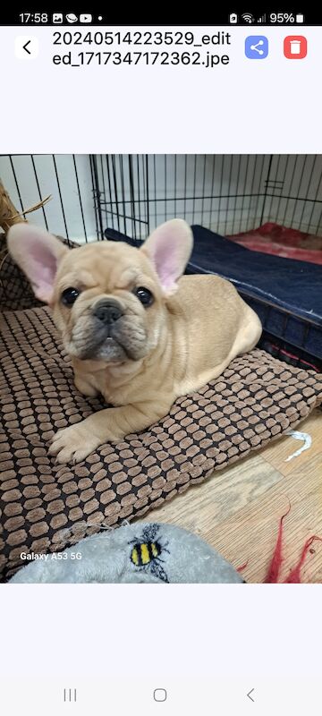 Gorgeous frenchie puppies for sale in Salford, Greater Manchester | Image 2