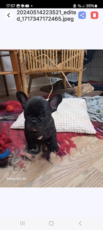 French Bulldog puppies for sale in Salford, Greater Manchester – 1 year old - Image 3 of 6
