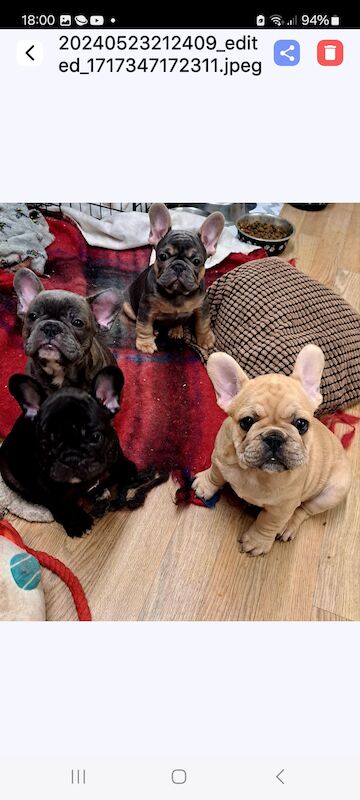 French Bulldog puppies for sale in Salford, Greater Manchester – 1 year old - Image 4 of 6