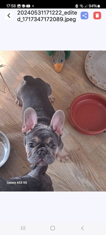 French Bulldog puppies for sale in Salford, Greater Manchester – 1 year old - Image 5 of 6