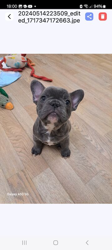 French Bulldog puppies for sale in Salford, Greater Manchester – 1 year old - Image 6 of 6