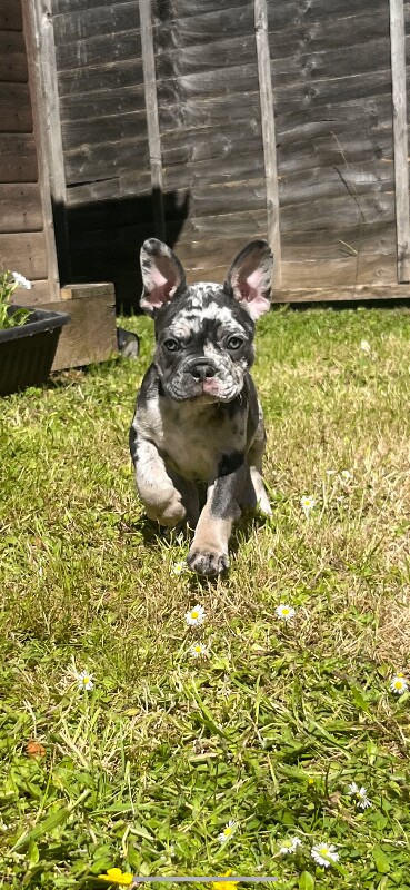 Gorgeous Frenchie pups