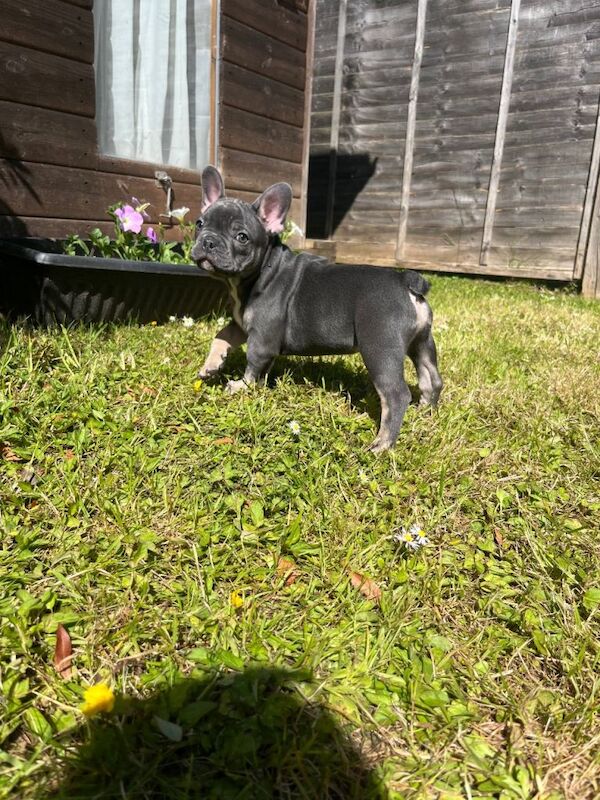 Gorgeous Frenchie pups - Image 2 of 5
