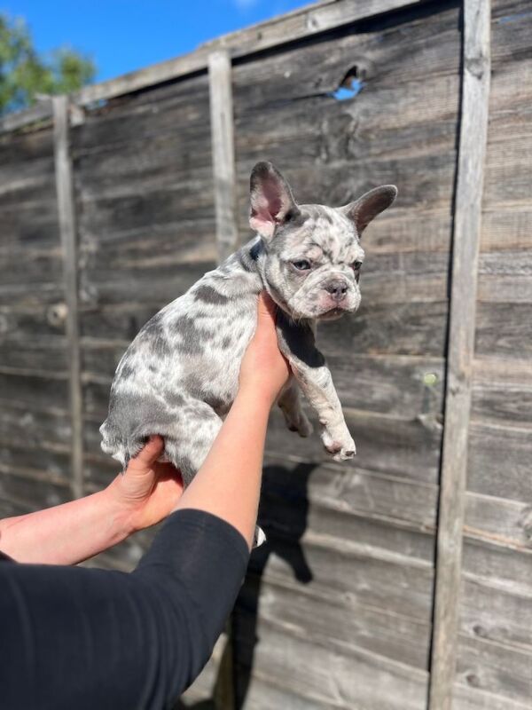 Gorgeous Frenchie pups - Image 3 of 5