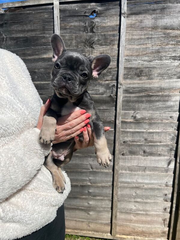 Gorgeous Frenchie pups - Image 4 of 5
