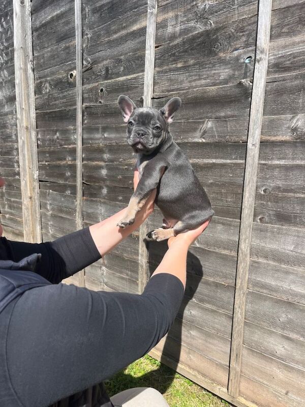 Gorgeous Frenchie pups - Image 5 of 5