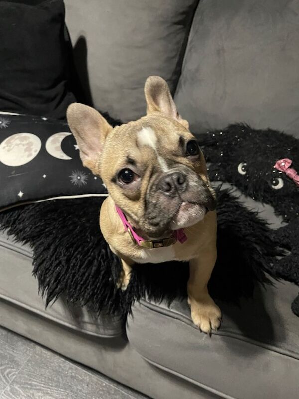 French Bulldog puppies for sale in Sutton in Ashfield, Nottinghamshire – 6 months old