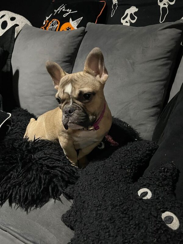 French Bulldog puppies for sale in Sutton in Ashfield, Nottinghamshire – 6 months old - Image 2 of 3