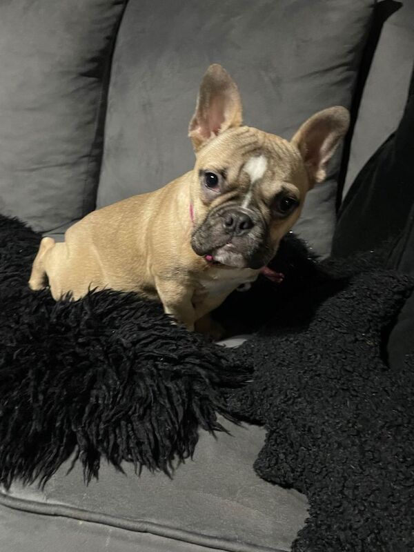 French Bulldog puppies for sale in Sutton in Ashfield, Nottinghamshire – 6 months old - Image 3 of 3