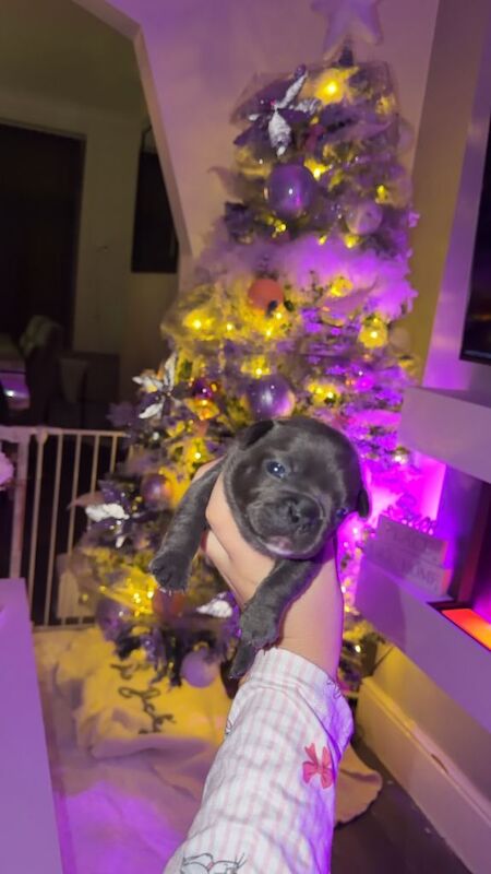 French Bulldog puppies for sale in Shaw, Greater Manchester – KC registered, 2 weeks old