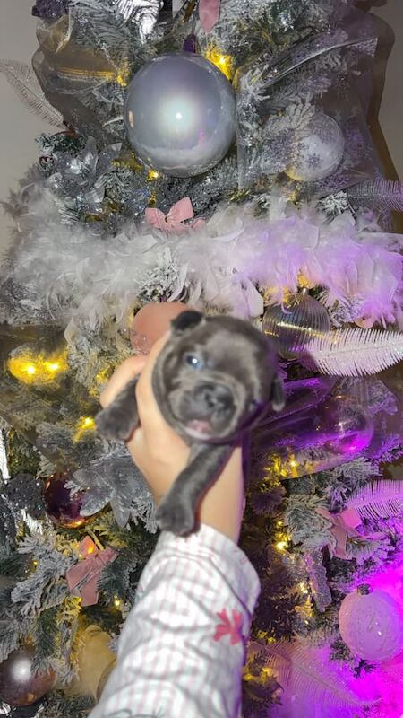Gorgeous litter of 8 French bulldogs - rare colouring - lilac, fawn, blue and isabella - Image 2 of 3