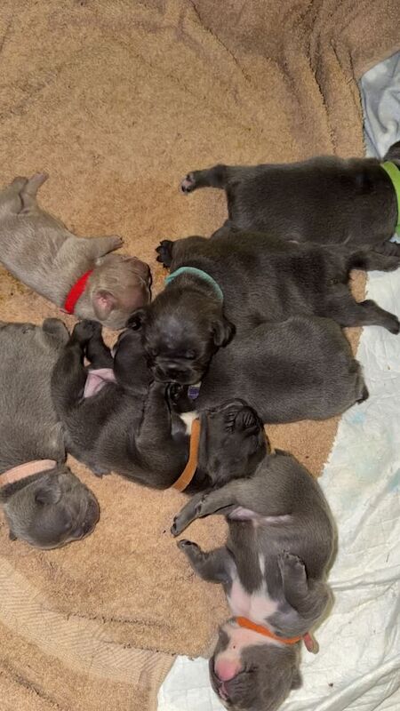 Gorgeous litter of 8 French bulldogs - rare colouring - lilac, fawn, blue and isabella - Image 3 of 3