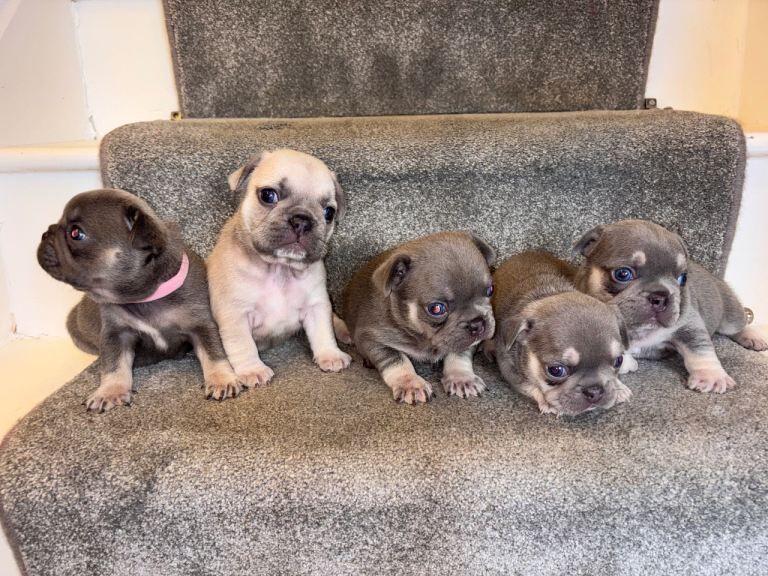 Gorgeous litter of French bulldog puppies